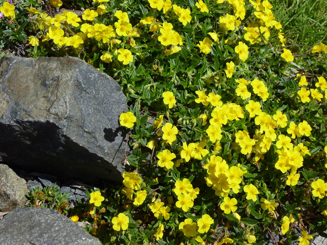 Helianthemum nummularium ssp grandiflorum photo